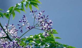 楝花花代表什么寓意 楝花花代表什么寓意和花语