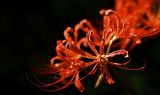 曼陀罗为什么叫情花 情花是什么颜色的曼陀罗