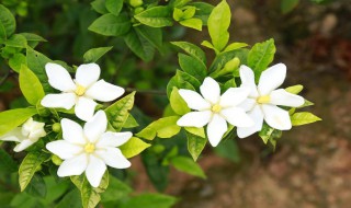 栀子花黄叶掉花苞是什么原因 栀子花黄叶掉花苞是什么原因呢