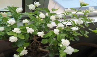 茉莉花适合什么土壤 茉莉花适合什么土壤种植