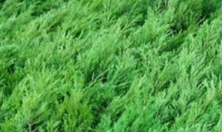 墓地绿化树苗有哪几种（墓地种植什么树）