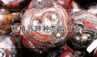 种植马蹄种怎么育苗（马蹄怎样育种）