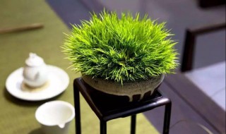 菖蒲的种类（菖蒲的种类图片大全）