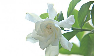 栀子花花苞期怎么施肥（栀子花花苞期怎么施肥视频）