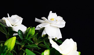 栀子花浇水加白醋还是食用醋（白醋加水可以浇栀子花吗）