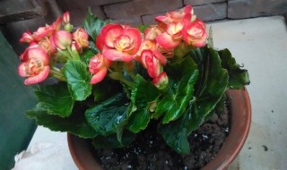 竹节海棠用大盆养好小盆养好（竹节海棠用大盆还是小盆好）