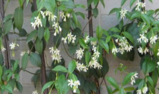 银丝茉莉爬藤植物怎么养（银丝茉莉爬藤植物怎么养活）