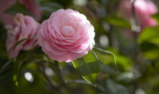 深水醒花什么意思（深水醒花啥意思）