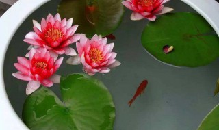 种睡莲需要多深的盆（种睡莲需要多大的盆）