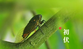 2021年入伏和出伏时间是什么 2021年入伏、出伏分别什么时候