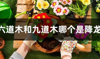 六道木和九道木哪个是降龙木（六道木和九道木哪个是降龙木的一种）