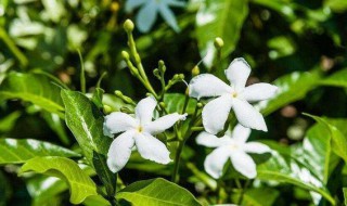 风车茉莉的叶子一碰就掉（风车茉莉大量落叶怎么回事）