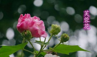 芙蓉雨歌词什么解释 芙蓉雨歌词的意思