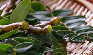干铁皮石斛花怎么存放 干铁皮石斛花怎么存放好