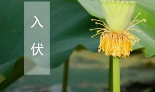 初伏中伏末伏是什么意思 初伏中伏末伏是什么意思