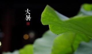 关于大暑的谚语有哪些 关于大暑的谚语有哪些呢