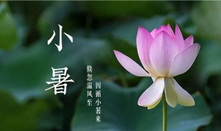小暑节气应该注意什么（小暑节气小知识）