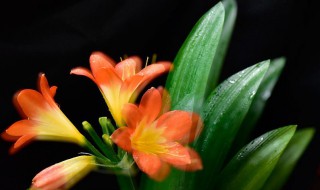 君子兰侧芽怎么分株?（君子兰怎么繁殖侧芽）