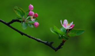 海棠开花后怎么处理? 海棠开花后怎么处理