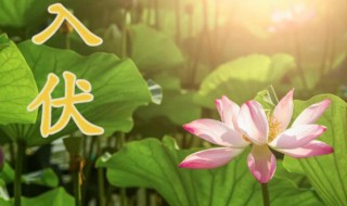 入伏时间2021（入伏时间2020）
