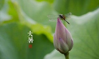 2021年大暑是哪天? 2021什么时候大暑