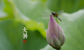 大暑是最热的时候吗 大暑是最热的时候吗为什么