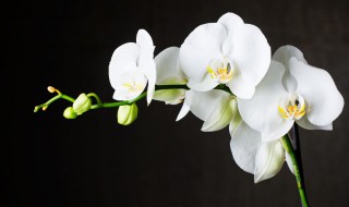 兰花发新芽怎么养护?（兰花发新芽怎么养护和浇水）