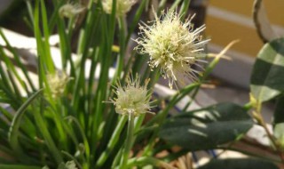 小葱开花怎么处理?（小葱开花怎么处理）