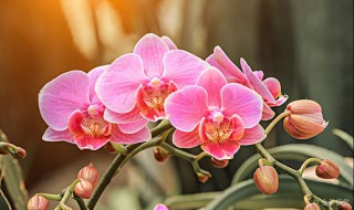 兰花怎样养护才能长出花蕾? 兰花怎样养护才能长出花蕾