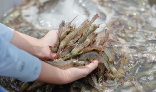 活虾怎么保存半天不死? 活虾能放多久不死