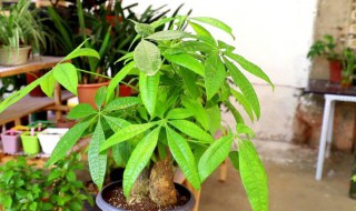 发财树怎么养护最好?（发财树怎么养护最好红远当头）