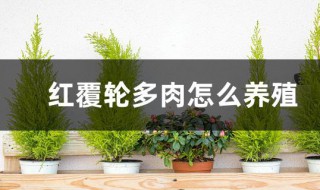 红覆轮多肉怎么养殖?（红覆轮多肉好养吗）
