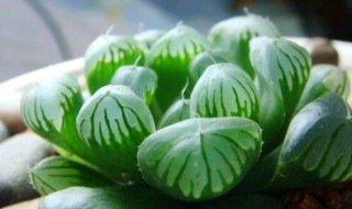 玉露多肉植物怎么养?（玉露多肉植物怎么养好）