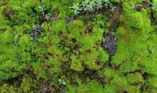 青苔怎么养才茂盛?（青苔这么养）