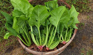 菠菜如何清洗 菠菜如何清洗和保存