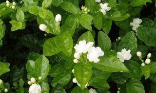 茉莉花怎么养才长得好?（茉莉花怎么养才长得好）