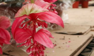 宝莲灯花谢了怎么才能长新芽?（宝莲灯花谢了怎么才能长新芽用什么药让宝莲灯发芽）