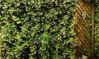风车茉莉怎么养成花墙? 风车茉莉花墙怎么扎