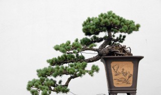 柏树盆景怎么养护?（柏树盆景怎么养护好）