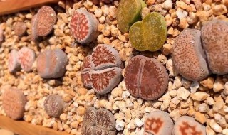 生石花夏天怎么养护? 生石花夏天怎么养护和浇水