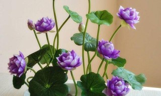 无土水培碗莲发芽后怎么养?（水培碗莲发芽后不用土怎么养）