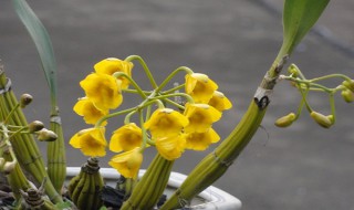 鼓槌石斛怎么养才开花? 鼓槌石斛怎么养才开花多
