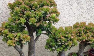 吸财树怎么养成老桩?（吸财树怎么养成老桩图片）