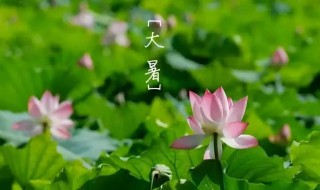 掰一掰大暑节气的民俗和养生 大暑节气饮食养生