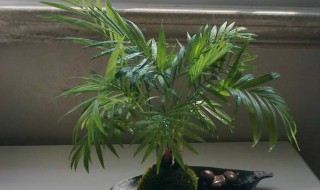 凤尾竹怎么养才茂盛? 盆景凤尾竹怎么养才能更旺盛