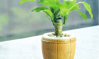 怎么养殖巴西木? 如何养植巴西木