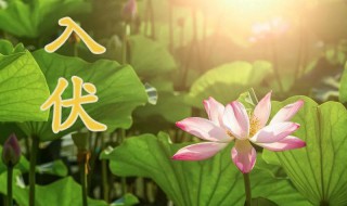 入伏2021年从哪一天开始（2021年入伏从哪天开始到哪天结束）