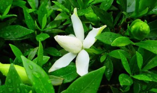 栀子花苞没开就掉了怎么办? 栀子花有苞不开怎么办