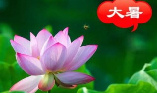 2021年大暑农历什么时候（2021年大暑日历）