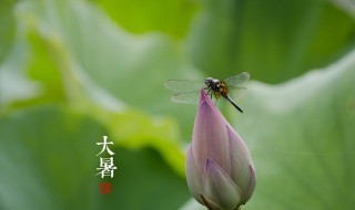 大暑进补吃什么（大暑进补吃什么补品好）